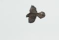 Vandrefalk - Peregrine Falcon (Falco peregrinus)1cy
